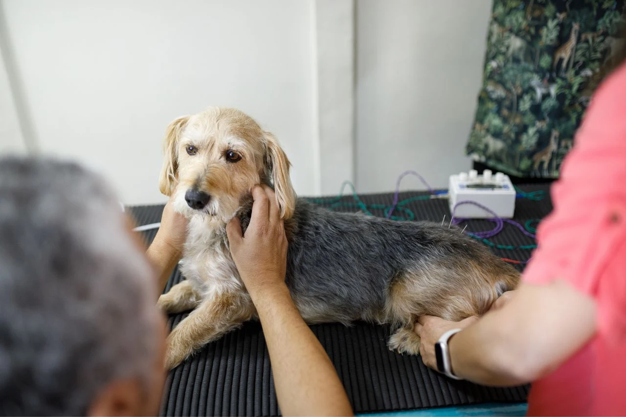 How Veterinary Acupuncture Is Becoming a Smart Investment for Dog Owners